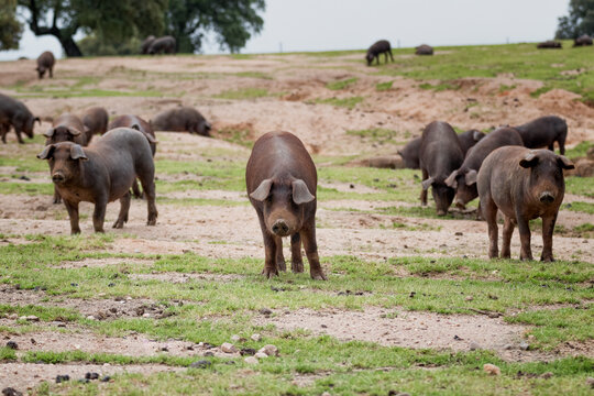 Cerdo ib&eacute;rico criado con bellota en la dehesa de Extremadura en una piara de guarros de pata negra rodeados de encinas.