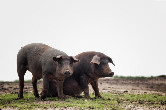 Cerdo ib&eacute;rico criado con bellota en la dehesa de Extremadura en una piara de guarros de pata negra rodeados de encinas.