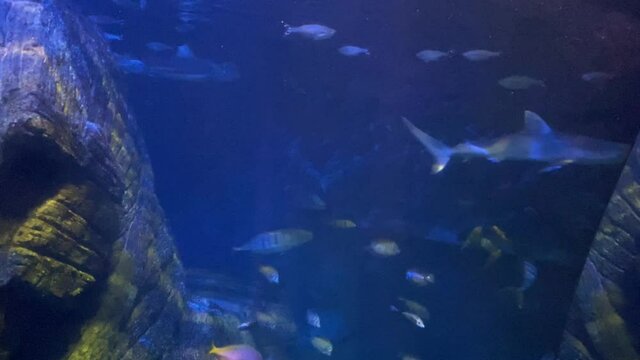 Coral reef tropical fish. Shark . 4K
