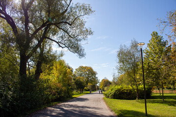 Fall Tree Landscape