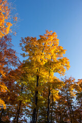 Fall Landscape Across Quebec, Canada