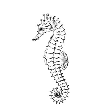 Seahorse. Black ink brush texture. High quality illustration