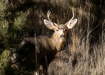 Beautiful Buck Mule Deer