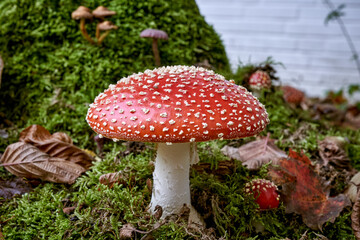 Red mushroom, the fly agaric (Amanita muscaria)