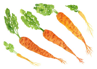 Cute hand drawn watercolor fresh orange carrots with green twigs. Bright painting illustration of tasty vegetables for kitchen textile design, logo, sticker, market advertising