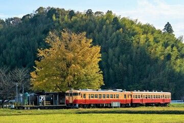 銀杏の紅葉とキハ40キハ20　小湊鉄道　上総久保駅