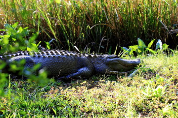 alligator in the swamp