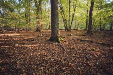 Fototapeta Słoneczny jesienny dzień w leśnym Parku Narodowym w Polsce obraz