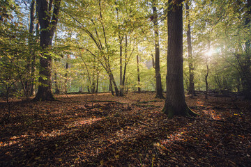 Piękny jesienny dzień w leśnym parku narodowym w Polsce.  - obrazy, fototapety, plakaty