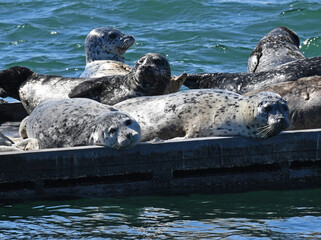 Naklejka premium Harbor Seals Hauled Out on a Float in Crescent City Harbor, California