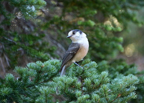 A Gray Jay Perched in a Tree at Crater Lake National Park, Oregon
