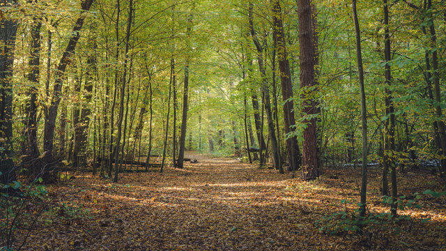 Słoneczne jesienne popołudnie w Kampinoskim Park Narodowym