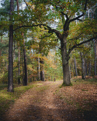 Leśna ścieżka w Polskim Parku Narodowym