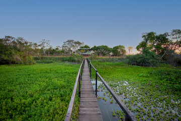Fototapeta na wymiar Imagens do Pantanal Sul-matogrossense - Brasil