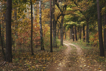Jesienna droga przez piękny kolorowy las w Parku Narodowym w Polsce - obrazy, fototapety, plakaty