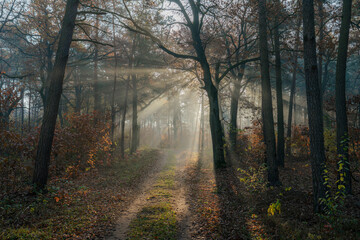 Wczesny ranek w jesiennym Polskim Parku narodowym