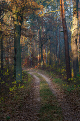 Jesienna droga w Polskim Parku Narodowym