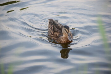 Wildente Stockente