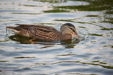 Stockente im Wasser