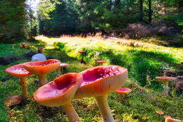 Macro shot of russula mushrooms in a green forest. - obrazy, fototapety, plakaty