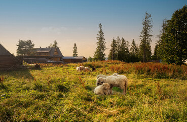 Fototapeta premium Flock of sheep in spring sunshine grazing, sitting and resting on a green grass against sunset or sunrise. Meadow farm field in countryside concept.