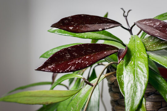 Wax plant (hoya pubicalyx) - variegated foliage on a black background. Exotic hoya houseplant detail.