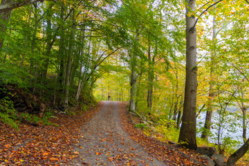 Obraz premium Country Road Through Fall Foliage Beside The New River, Summers County, West Virginia, USA