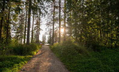 Fototapeta premium A little dog standing on a dirt off road against sunset in the forest woods with tall trees. Hiking trail.