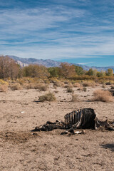 Fototapeta na wymiar Decaying in the Desert 1