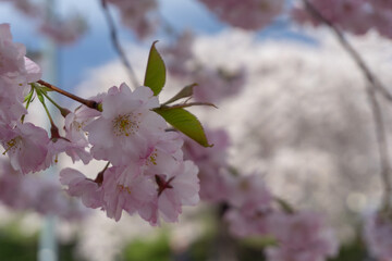 cherry blossom in spring