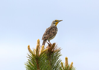 A Western Meadowlark perched upon a green budding pine tree and against a light blue sky in early Spring.
