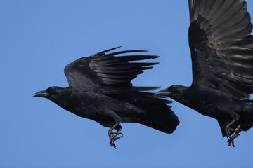 Crow taking off into flight