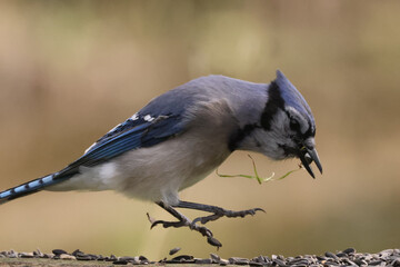 Blue Jay flock feeding on park bench with sunflower seeds, fighting, hopping, taking off, flying, landing, perching on fall day in creek
