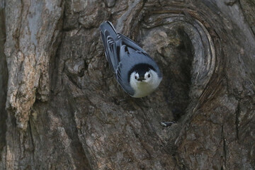 Nuthatch on gnarly maple tree feeding on hidden seeds in fall day at creek
