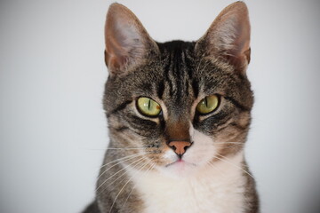 Obraz premium Katzenportrait