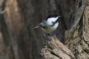 Fototapeta premium Chickadee in forest flying or landed on tree branch in late fall in forest 
