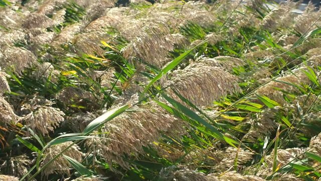 Thickets of reeds swaying in the wind lit by sunlight. Warm summer day. Natural background. Calm, peaceful scene. Slow motion footage.