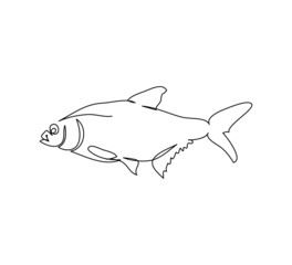 Rudd, roach fish, perch, carp continuous line drawing. One line art of freshwater fish, seafood.