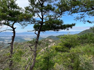 pine tree in the mountains