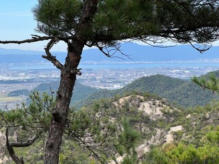 pine tree in the mountains