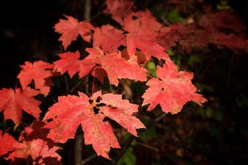 Fall Leaves