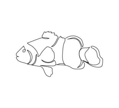 Amphiprioninae, clownfish continuous line drawing. One line art of exotic fish, seafood.