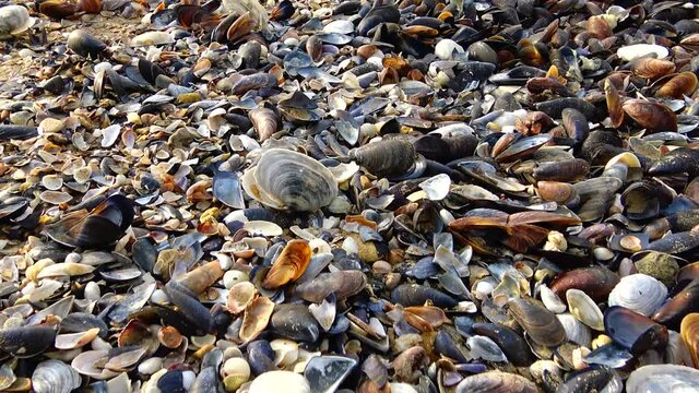 Empty shells of molluscs, washed ashore by the Black Sea