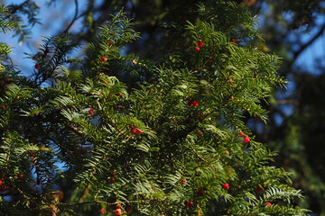 Czerwone jagody na iglastej gałęzi © vofchok