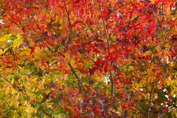 
Tokyo,Japan - November 5, 2021: Beautiful autumn leaves in Tokyo, Japan, under blue sky
