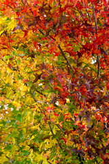 
Tokyo,Japan - November 5, 2021: Beautiful autumn leaves in Tokyo, Japan, under blue sky
