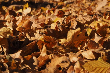 Suche opadłe liście jesienią w parku