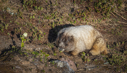 Cute marmot eats grass on the tundra