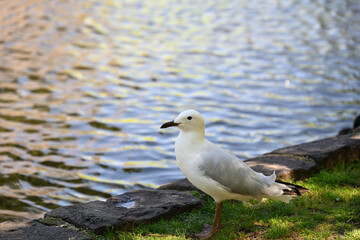 A seagull, or silver gull, standing in a shaded grassy area beside a lake