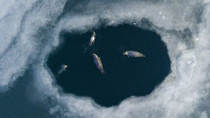 Three variegated seals swim in a thawed patch in the icy frozen sea. View from above.